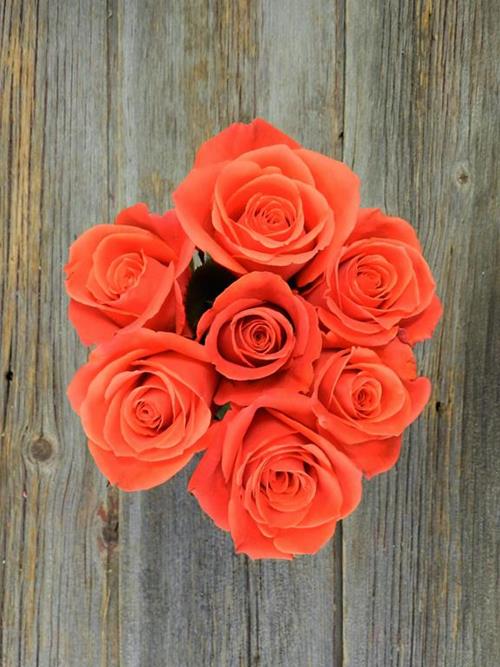 CAYENNE  ORANGE ROSES